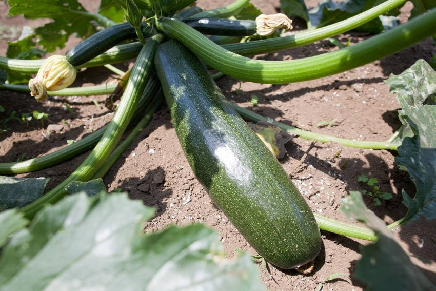 Zucchini Fruit